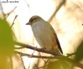 Fringilla coelebs